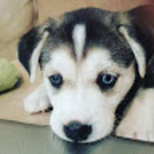 Meet your Posher, Shea